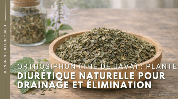 Orthosiphon (thé de Java)  plante diurétique naturelle pour drainage et élimination - Herboristerie Sensathé